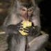monkey_macaque_balinese_mf_ubud_v_0789_bal0802.jpg